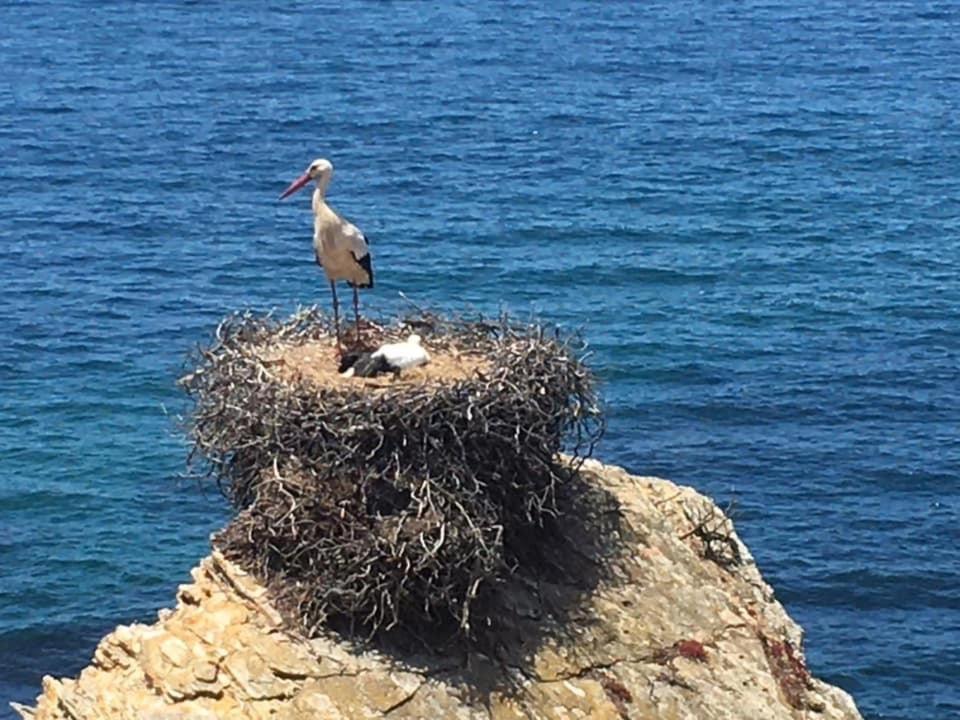 Alojamento Sudoeste Ξενοδοχείο Zambujeira do Mar Εξωτερικό φωτογραφία