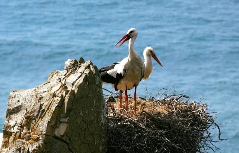Alojamento Sudoeste Ξενοδοχείο Zambujeira do Mar Εξωτερικό φωτογραφία